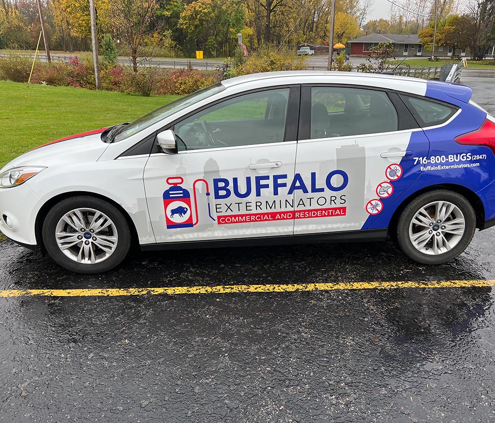 Buffalo Exterminators Ford Focus wrap